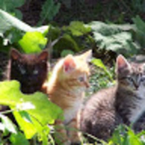 Meet your Posher, Callie